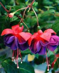 Fuschia