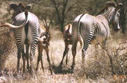 Zebra Mothers