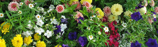 Flowe bed in downtown Alvin