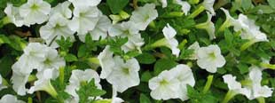 Pretty petunias