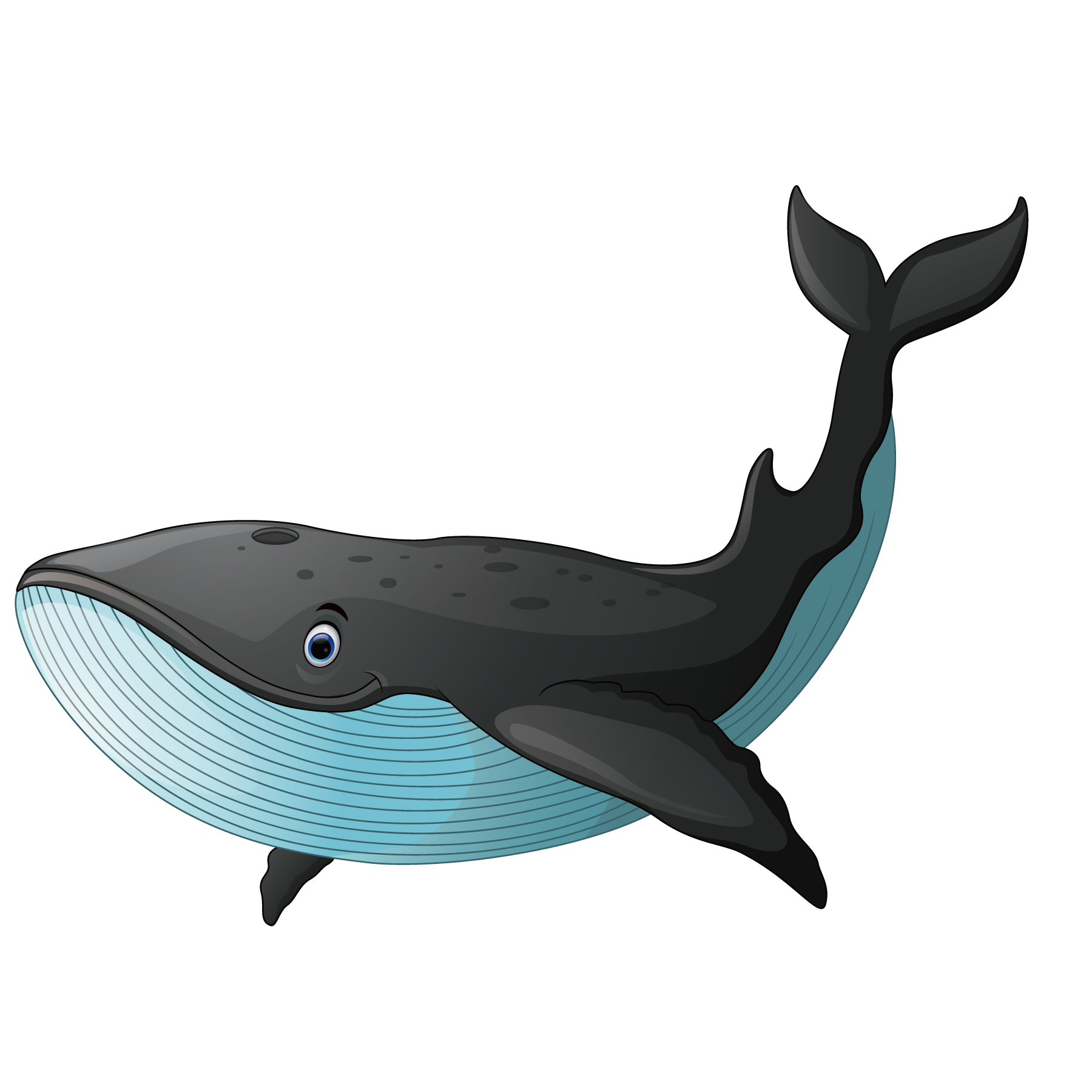 whale