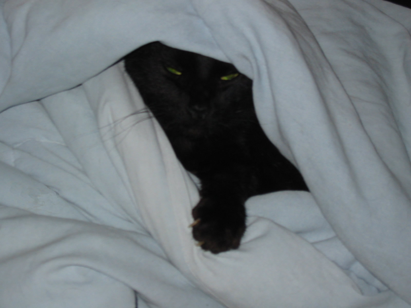 greatest cat image