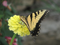 Monarch butterfly