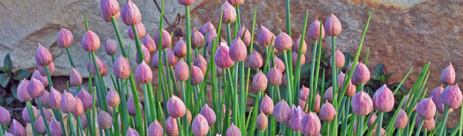 Even chives can be beautiful.