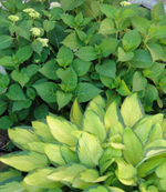 Hosta and hydrangea