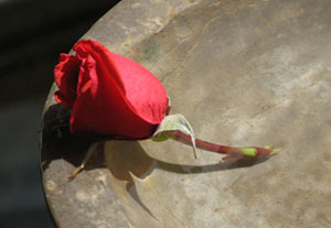 Rose bud on birdbath