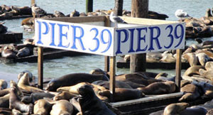Sea lions at the pier