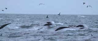 sea birds flying above a pod of dolphins