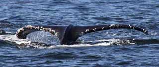 humpback whale tail protruding from the surface of the ocean