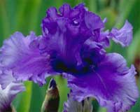 iris