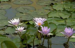 water_hyacinth